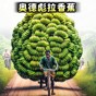 看我一命通关
